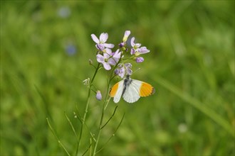 Orange tip butterfly, Spring, Germany, Europe