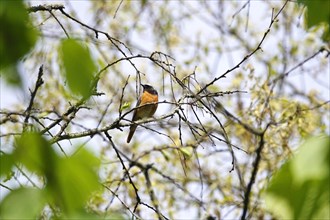 Common redstart (Phoenicurus phoenicurus), spring, Germany, Europe