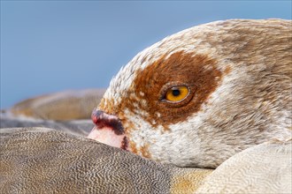 Egyptian geese (Alopochen aegyptiaca), head, eye, portrait, on the banks of the Main, Offenbach am