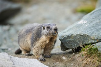 Alpine marmot (Marmota marmota) on a rock in summer, Grossglockner, High Tauern National Park,