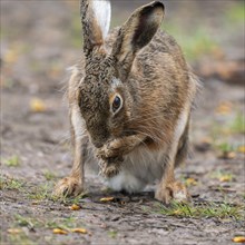 European hare (Lepus europaeus) sitting on a field path and cleaning itself, wildlife, Thuringia,