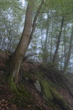 Forest on a slope in the fog in autumn. Mixed forest with many Beech trees. Neckargemuend, Kleiner