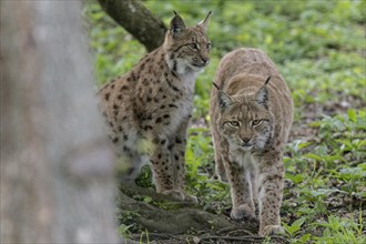 Eurasian lynx (Lynx lynx), captive), coordination enclosure Huetscheroda, Thuringia, Germany,