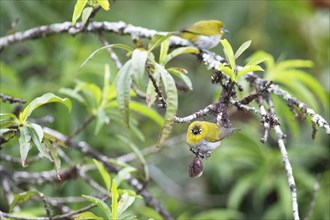 Oriental white-eye (Zosterops palpebrosus), Munnar, Kerala, India, Asia