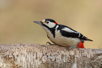 Great spotted woodpecker (Dendrocopos major) male sitting on the trunk of a fallen Birch, Animals,