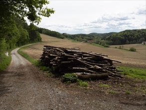 Woodpile, field path at the edge of the forest leads through arable land, agricultural land, near