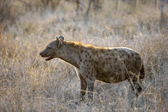 Spotted hyenas (Crocuta crocuta), adult female animal in high grass in the evening light, Kruger
