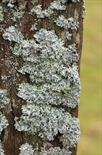Lung lichen (Lobaria pulmonaria) growing on dead wood, Wilnsdorf, North Rhine-Westphalia, Germany,