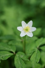 Wood anemone (Anemone nemorosa), close-up of a flower, North Rhine-Westphalia, Germany, Europe