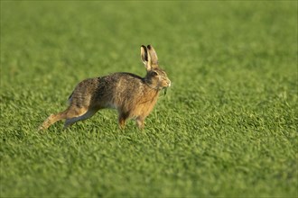 European brown hare (Lepus europaeus) adult animal feeding in a farmland cereal field, England,