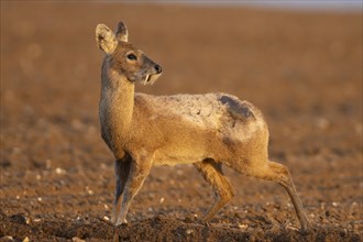 Chinese water deer (Hydropotes inermis) adult animal standing in a ploughed farmland field,