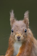 Red squirrel (Sciurus vulgaris) adult animal head portrait, Yorkshire, England, United Kingdom,
