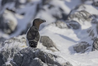 Razorbill (Alca torda), in the snow, Hornoya, Hornoya, Varangerfjord, Finmark, Northern Norway