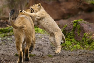 Asiatic lion (Panthera leo persica) lioness playing with her cub, captive, habitat in India
