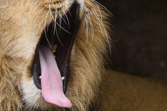 Asiatic lion (Panthera leo persica) male, Close-up while yawning, captive, habitat in India