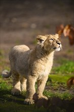 Asiatic lion (Panthera leo persica) cub standing in the sunlight, captive, habitat in India