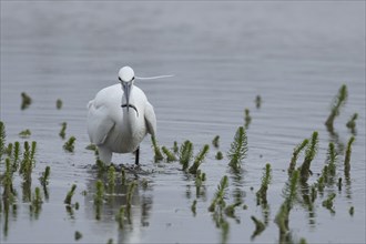 Little egret (Egretta garzetta) adult bird feeding on a fish in a lake, England, United Kingdom,