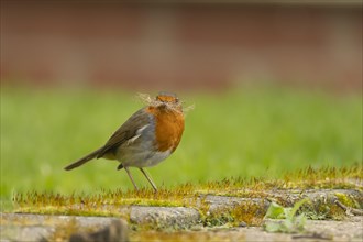 European robin (Erithacus rubecula) adult bird with nesting material in its beak on a garden patio,