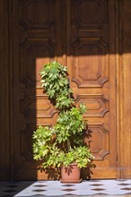 Green plant in terracotta planter in front of wooden entrance door at St-Peter's Church, Jaffa,