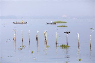 Great Cormorant (Phalacrocorax carbo) and Whiskered Terns (Chlidonias hybrida) perched on poles in