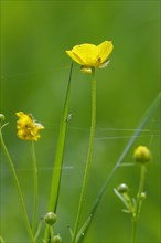Tall buttercups with spinning threads, spring, Germany, Europe
