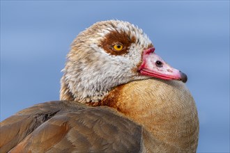 Egyptian geese (Alopochen aegyptiaca), head, portrait, on the banks of the Main, Offenbach am Main,