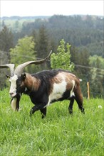 Domestic goat (Capra aegagrus hircus) 3, 5 year old buck, highly endangered species, Allgaeu,