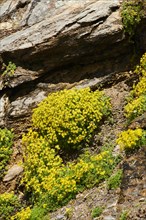 Yellow mountain saxifrage (Saxifraga aizoides) blooming in the mountains at Hochalpenstrasse,