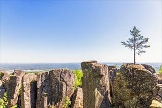 Pine tree growing on a crag with a beautiful landscape view to the horizon a sunny day, Billingen,