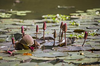 Nymphaea pubescens or hairy water lily or pink water lily, Backwaters, Kerala, India, Asia