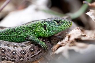 Sand lizard (Lacerta agilis), male on female animal in close-up, Wahner Heide nature reserve, North