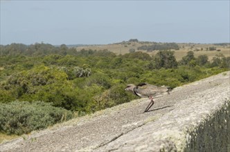 Bird Vanellus chilensis (Quero-quero) ready to fly on top of rock