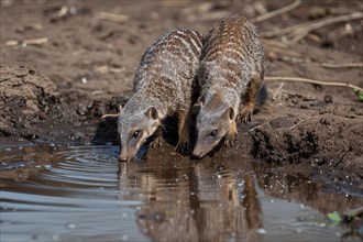 Two Banded Mongooses drinking water from lake. KI generiert, generiert, AI generated