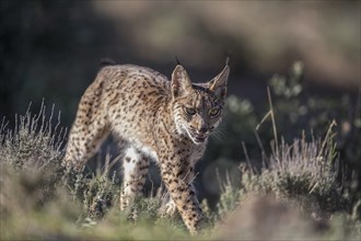 Iberian lynx young animal, Iberian lynx (Lynx pardinus), Extremadura, Castilla La Mancha, Spain,