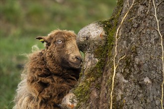 Portrait of a brown sheep scratching itself on a tree trunk