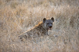 Spotted hyenas (Crocuta crocuta), adult female animal sitting in high grass in the evening light,