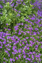 Aubrieta (Aubrieta), Allgaeu, Swabia, Bavaria, Germany, Europe