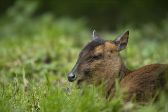 Muntjac deer (Muntiacus reevesi) adult animal sitting in grassland, Norfolk, England, United