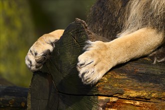 Paws of an Asiatic lion (Panthera leo persica) male, captive, habitat in India