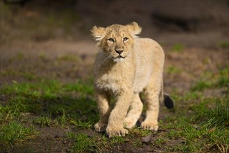 Asiatic lion (Panthera leo persica) cub standing in the green grass, captive, habitat in India