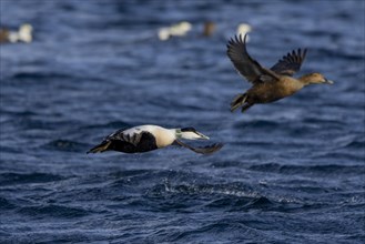 Common eiders (Somateria mollissima), male and female animals, take off from the sea,