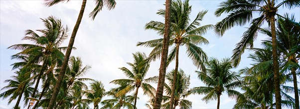 Palm trees, Ocean Drive, Miami Beach, Florida, USA, North America
