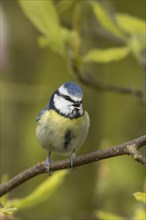 Blue tit (Cyanistes Caeruleus) adult bird singing on a Magnolia tree branch, England, United