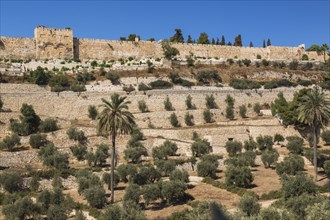 Cemetery with olive trees and fortified stone wall with Golden Gate, Old City of Jerusalem, Israel,