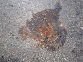 Handprint on the asphalt, after removal of a climate sticker, Leoben, Styria, Austria, Europe
