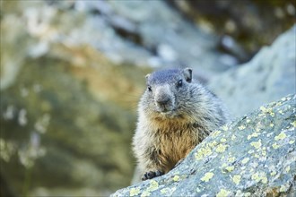Alpine marmot (Marmota marmota) youngster on a rock in summer, Grossglockner, High Tauern National