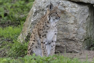 Eurasian lynx (Lynx lynx), captive), coordination enclosure Huetscheroda, Thuringia, Germany,