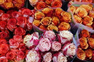 Bunches of roses (Rose) in various shades of red, fresh and natural, flower sale, Hamburg Central