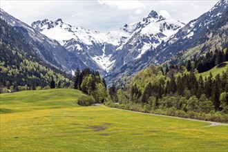 Landscape with yellow flowering meadow and tree, Kratzer and Trettachspitze in the background,
