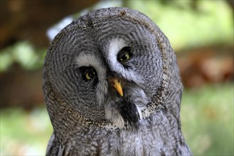 Great grey owl (Strix nebulosa), adult, portrait, alert, captive, Germany, Europe
